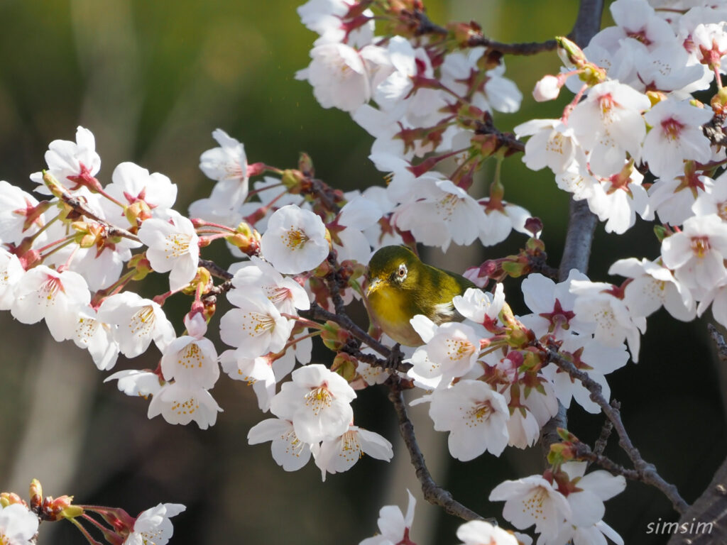 真木お伊勢山メジロ