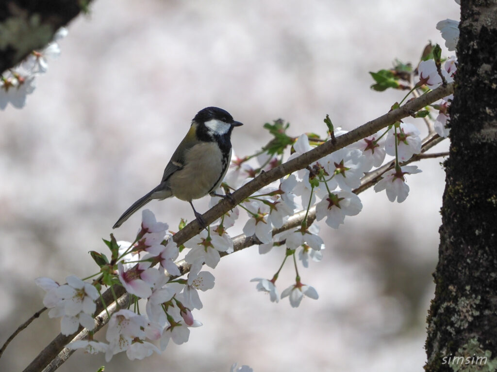 真木お伊勢山シジュウカラ