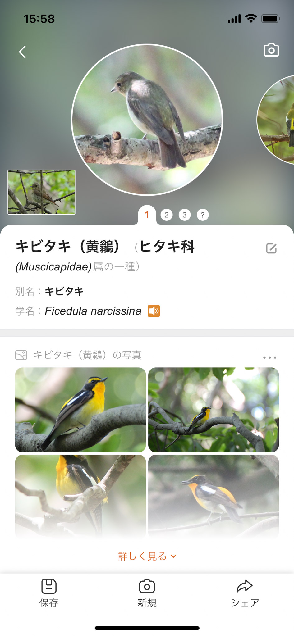 PictureBird