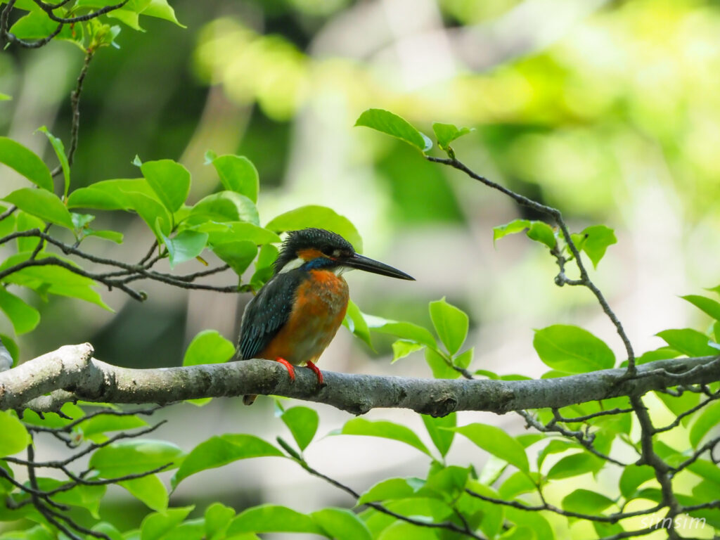 石神井公園カワセミ