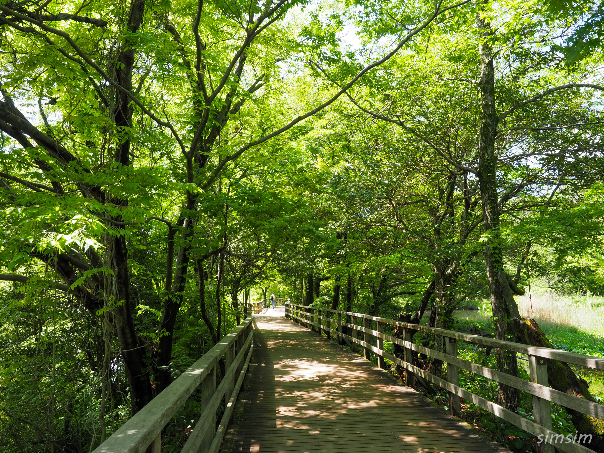 石神井公園新緑