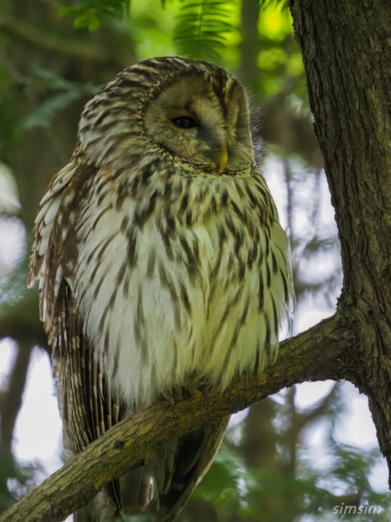 東京のフクロウ