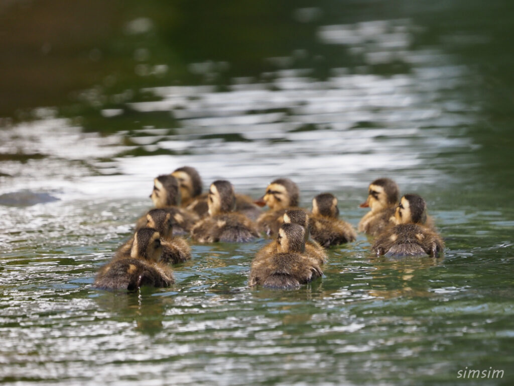 2023カルガモ親子