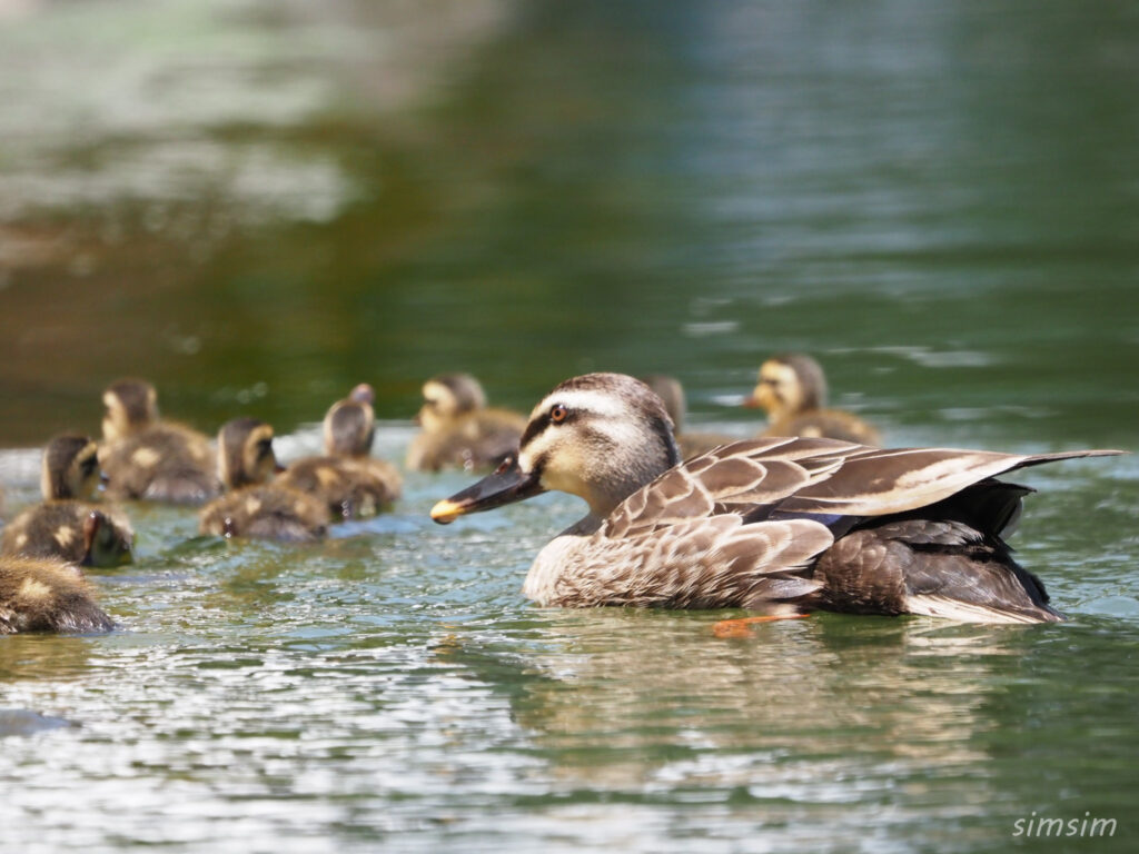2023カルガモ親子