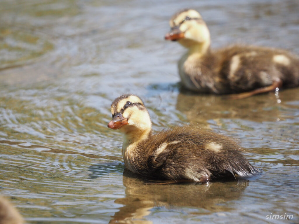 2023カルガモ親子