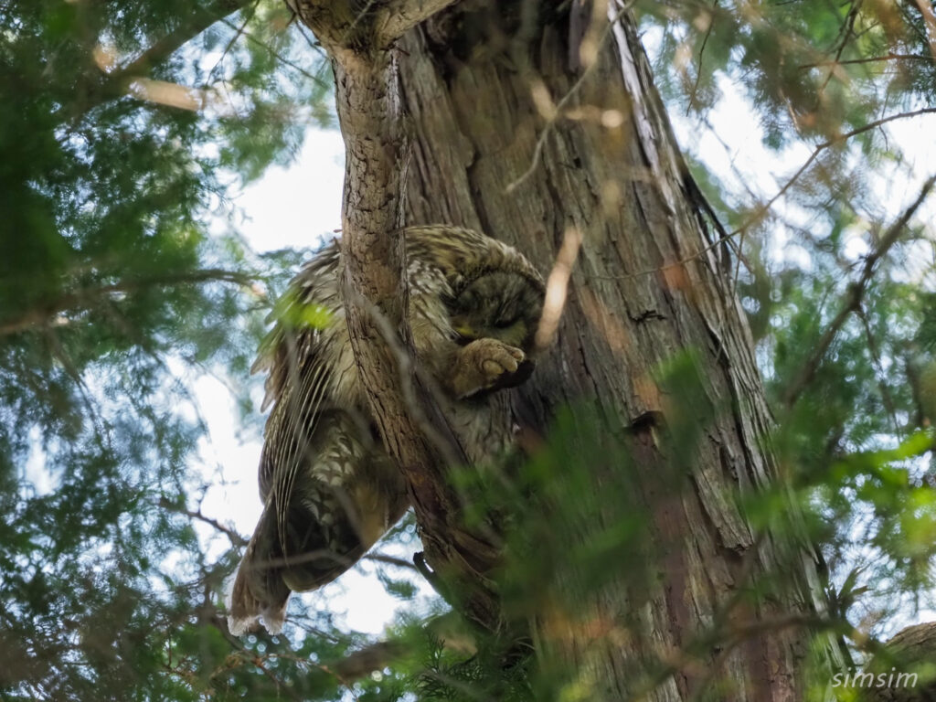 東京のフクロウ