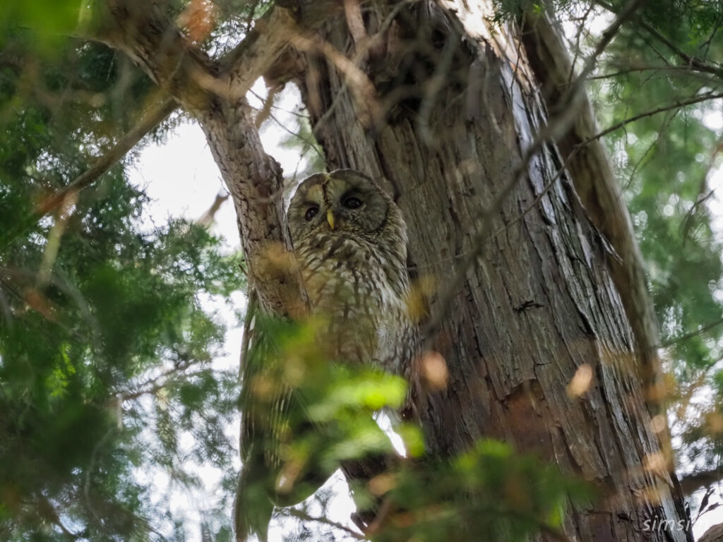 東京のフクロウ