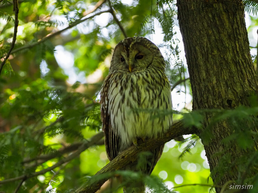 東京のフクロウ