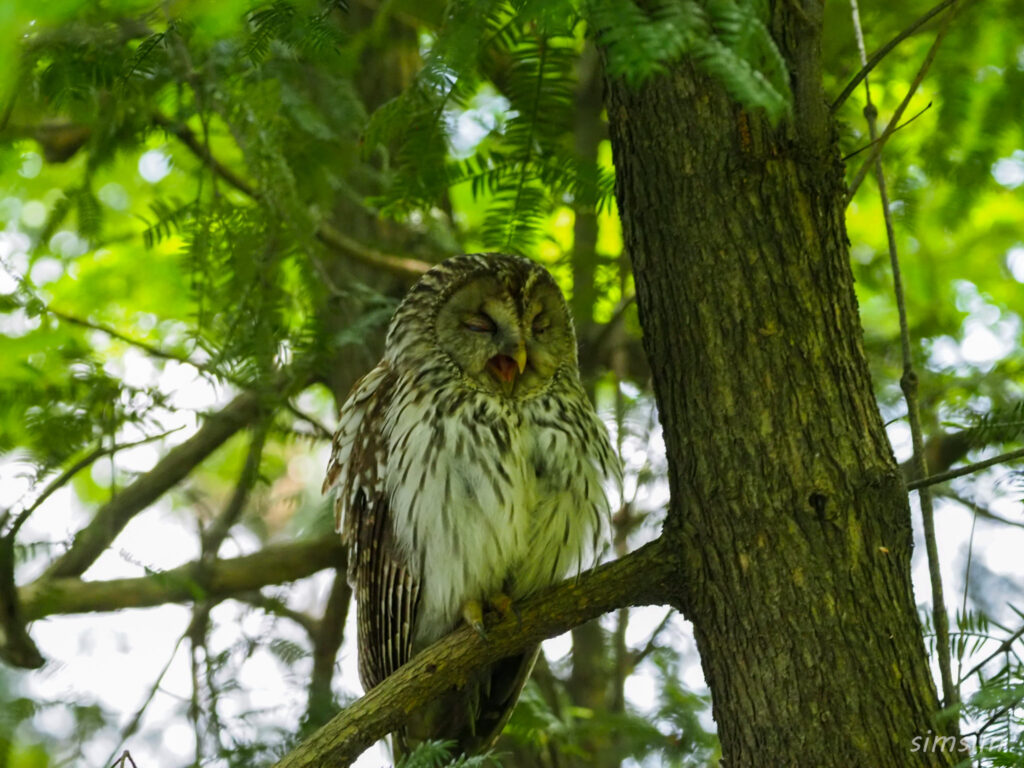 東京のフクロウ