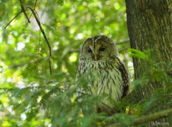 東京のフクロウ