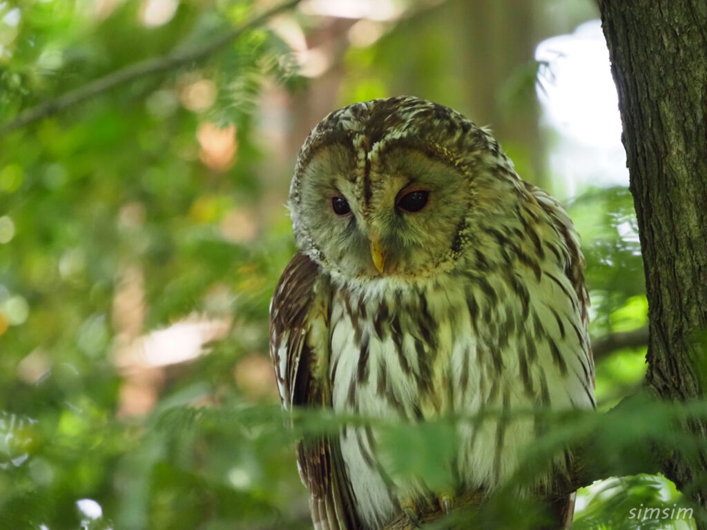 東京のフクロウ
