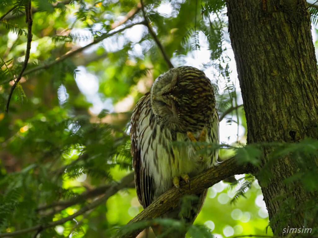 東京のフクロウ