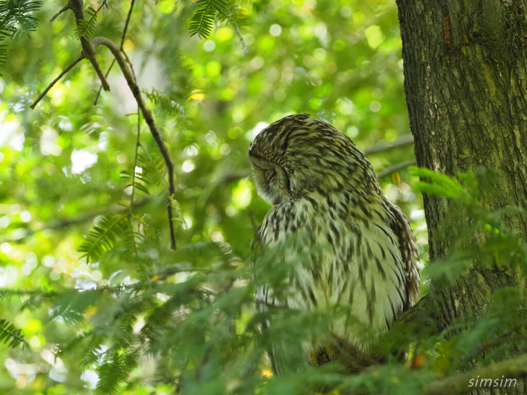 東京のフクロウ