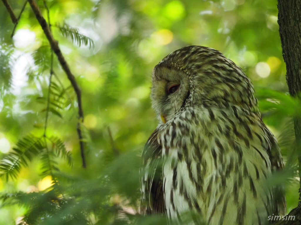 東京のフクロウ