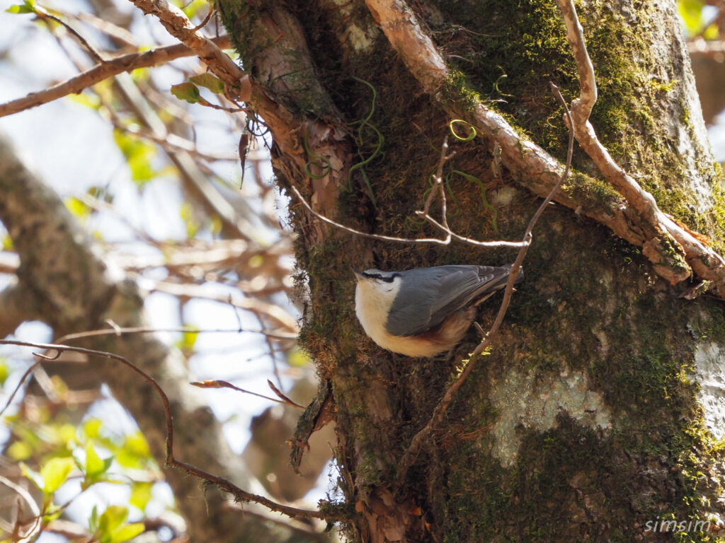 ミツモチ山ゴジュウカラ