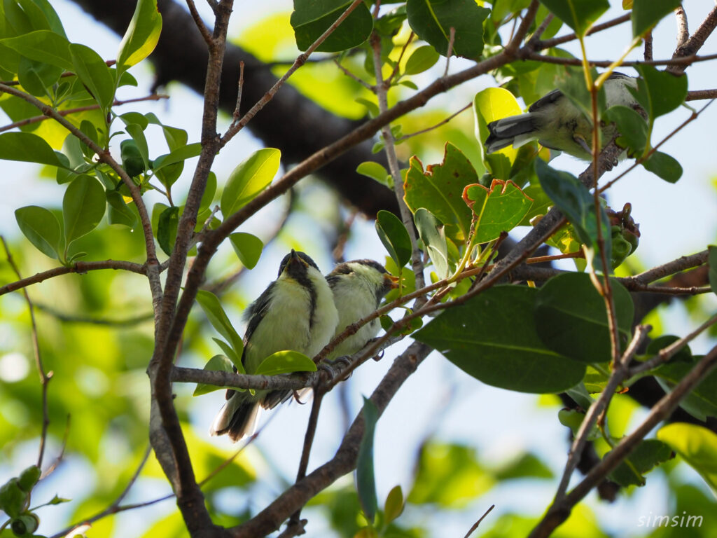 近所のシジュウカラ