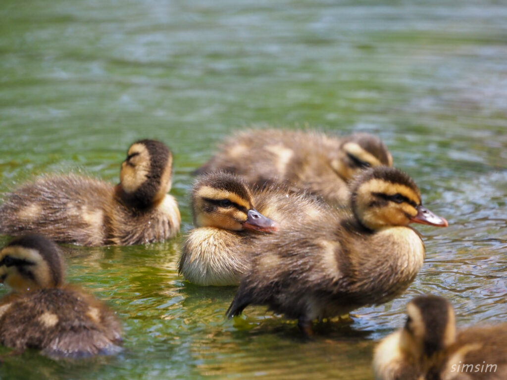 2023カルガモ親子