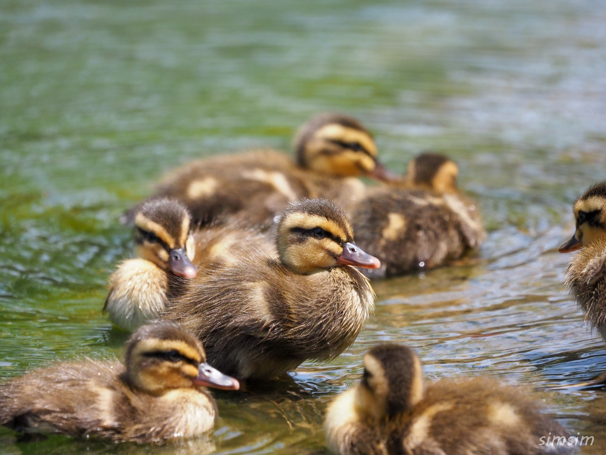 2023カルガモ親子