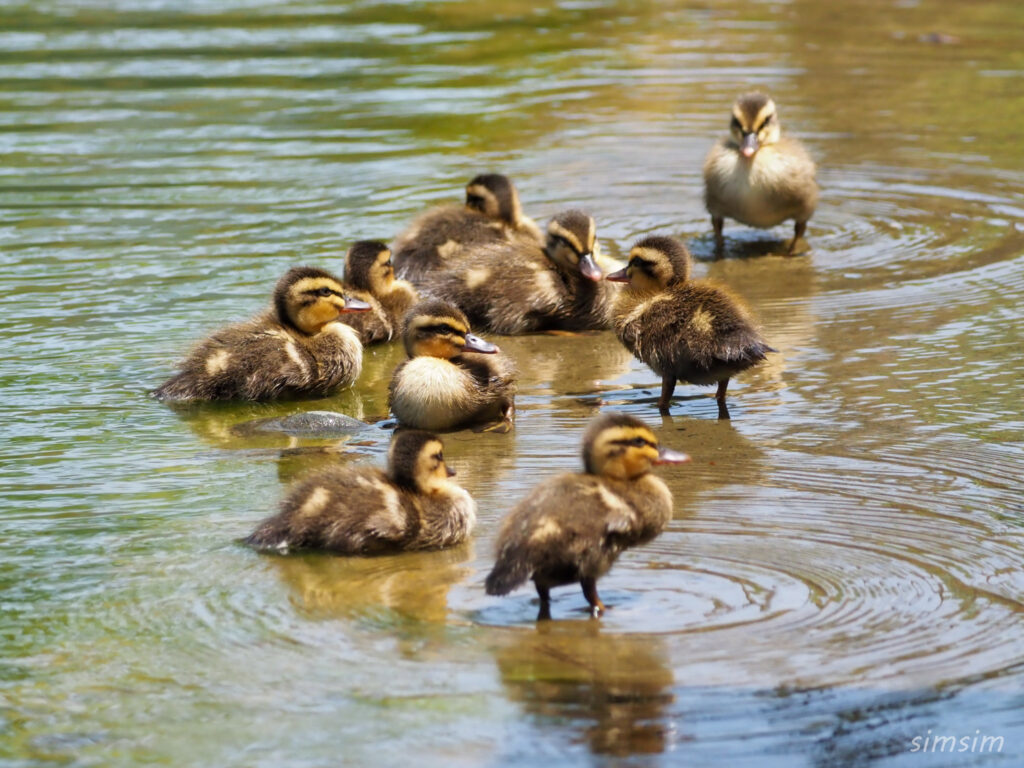 2023カルガモ親子
