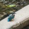 カワセミの幼鳥
