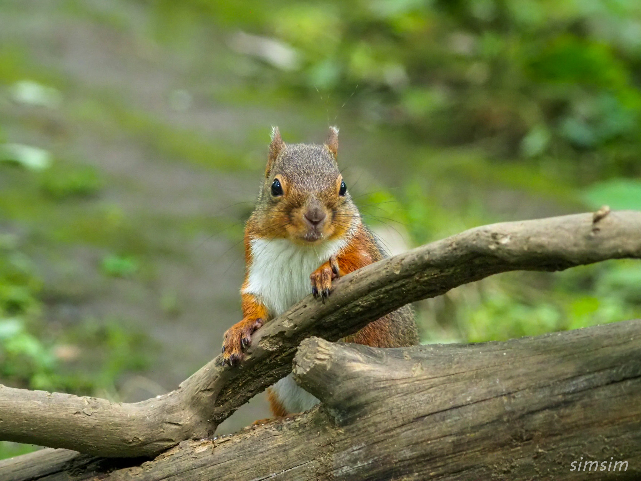 井の頭自然文化園二ホンリス
