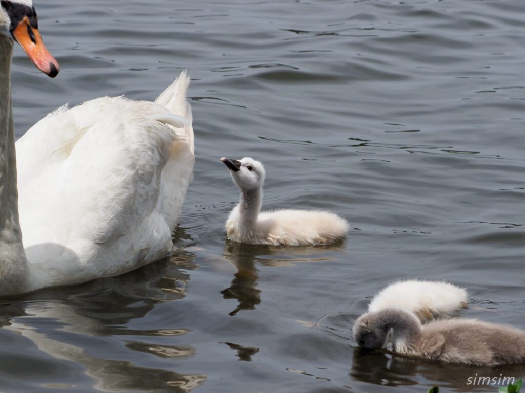 手賀沼コブハクチョウ