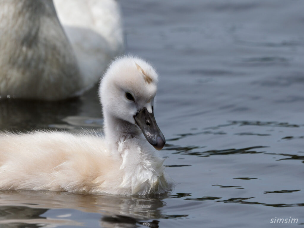 手賀沼コブハクチョウ