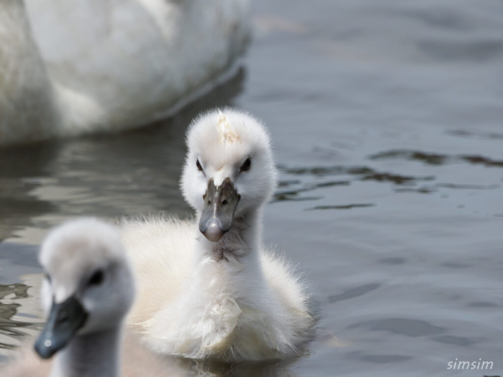 手賀沼コブハクチョウ