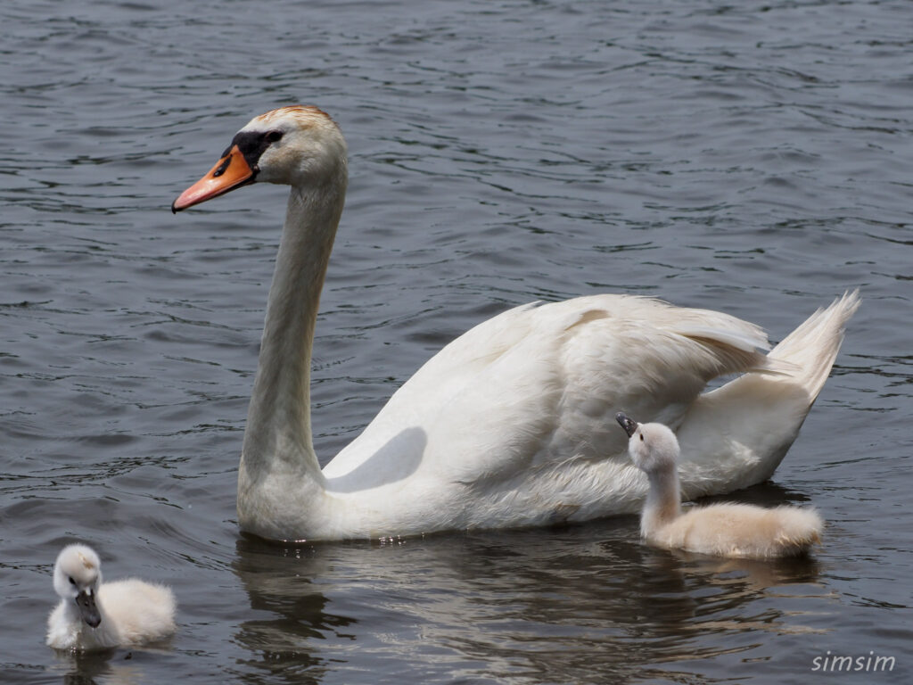 手賀沼コブハクチョウ