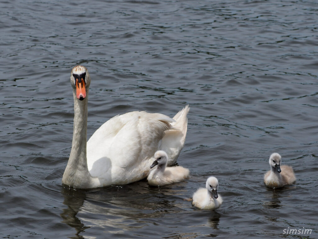 手賀沼コブハクチョウ