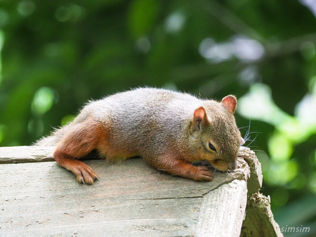 井の頭自然文化園二ホンリス