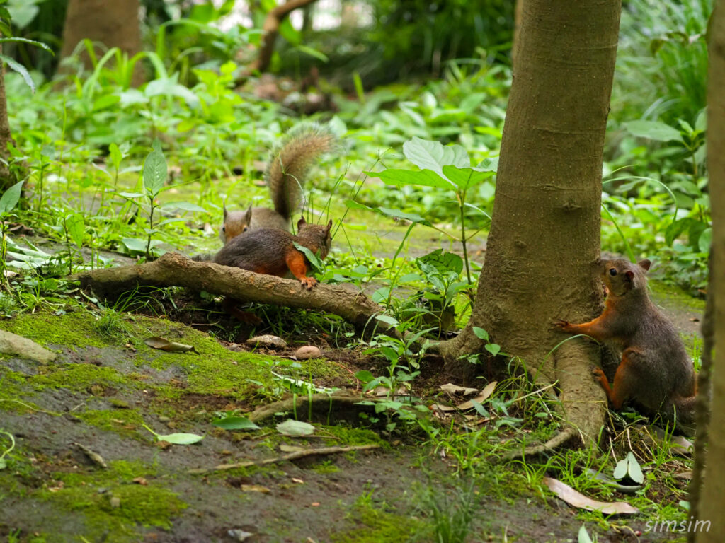 井の頭自然文化園二ホンリス