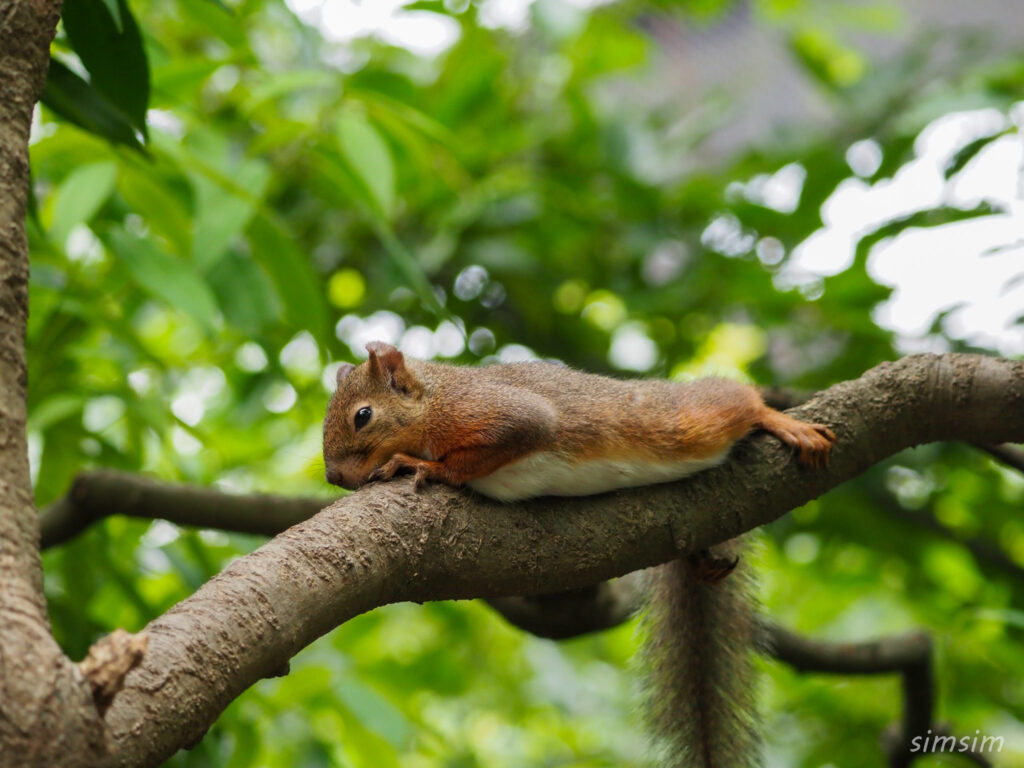 井の頭自然文化園二ホンリス