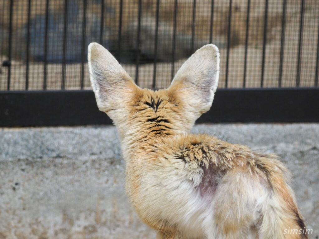井の頭自然文化園フェネックギツネ
