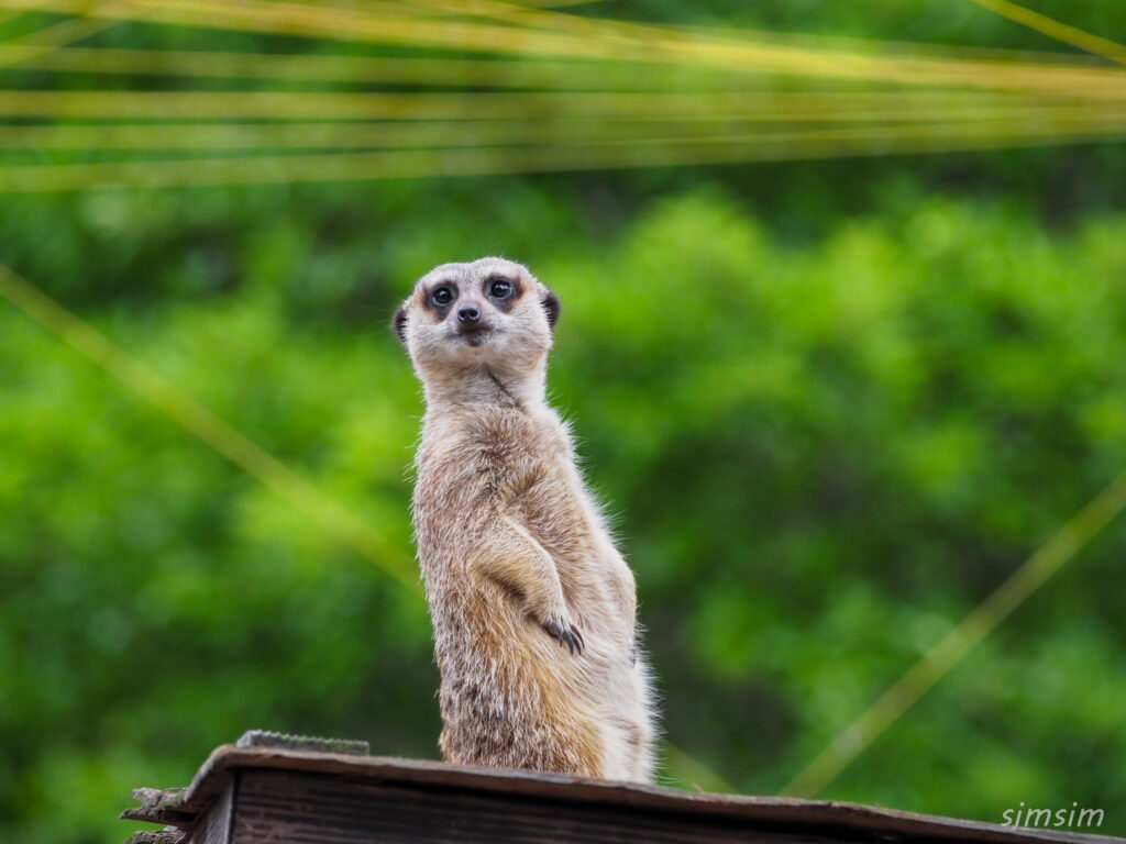 井の頭自然文化園ミーアキャット