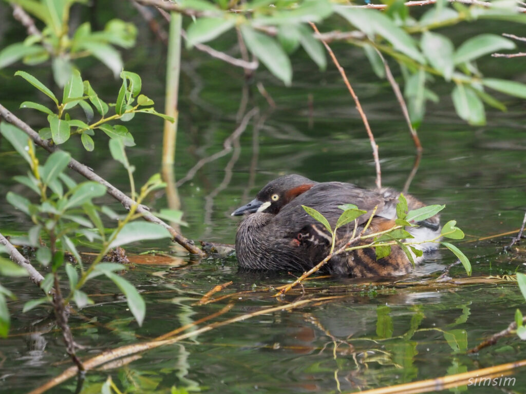井の頭公園カイツブリ