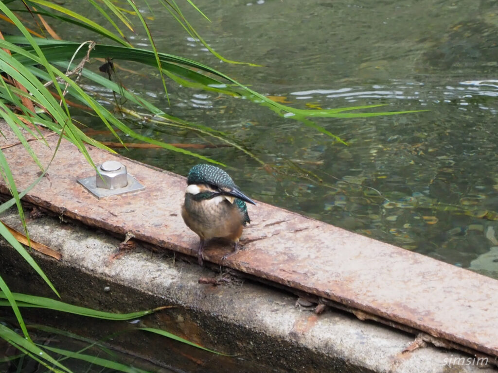 カワセミの幼鳥