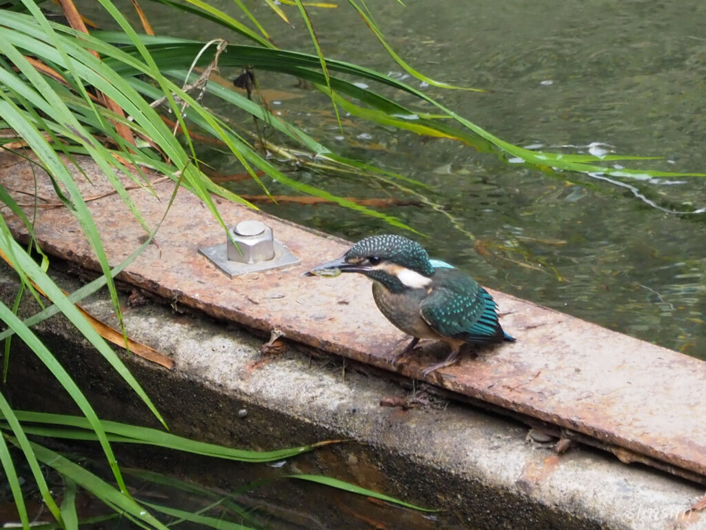 カワセミの幼鳥
