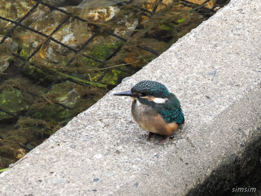 カワセミの幼鳥