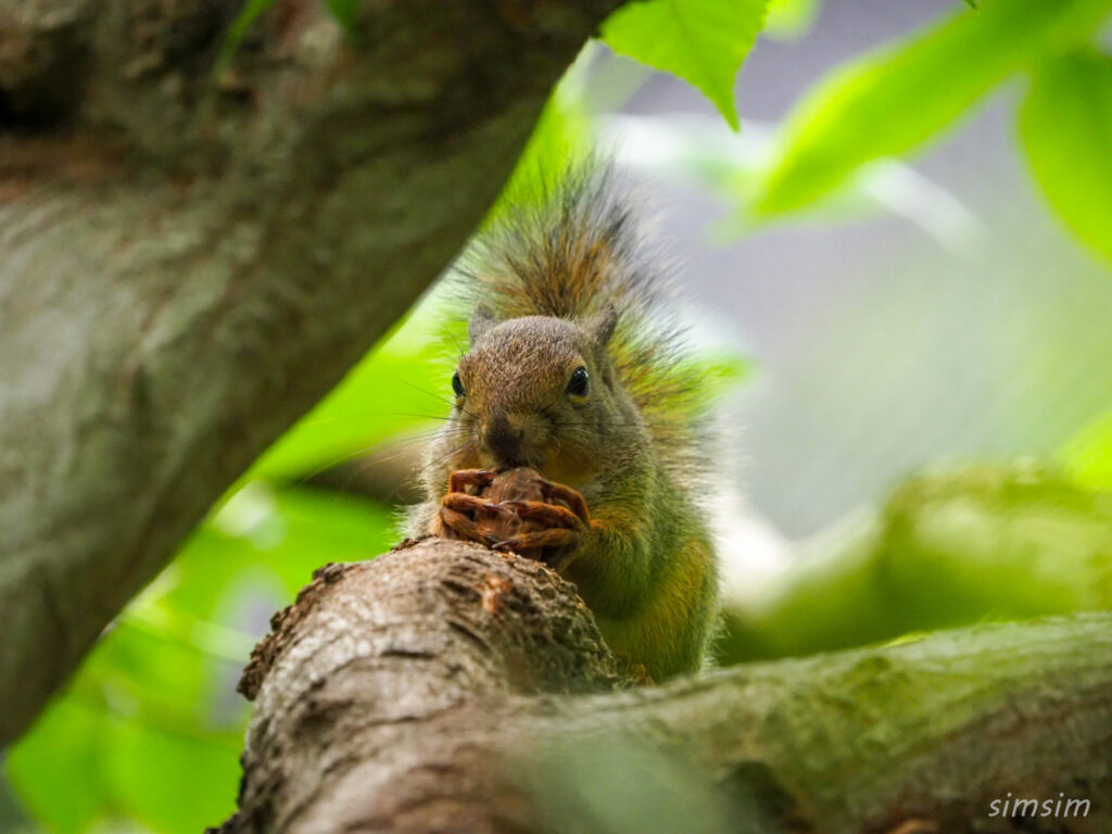 井の頭自然文化園二ホンリス