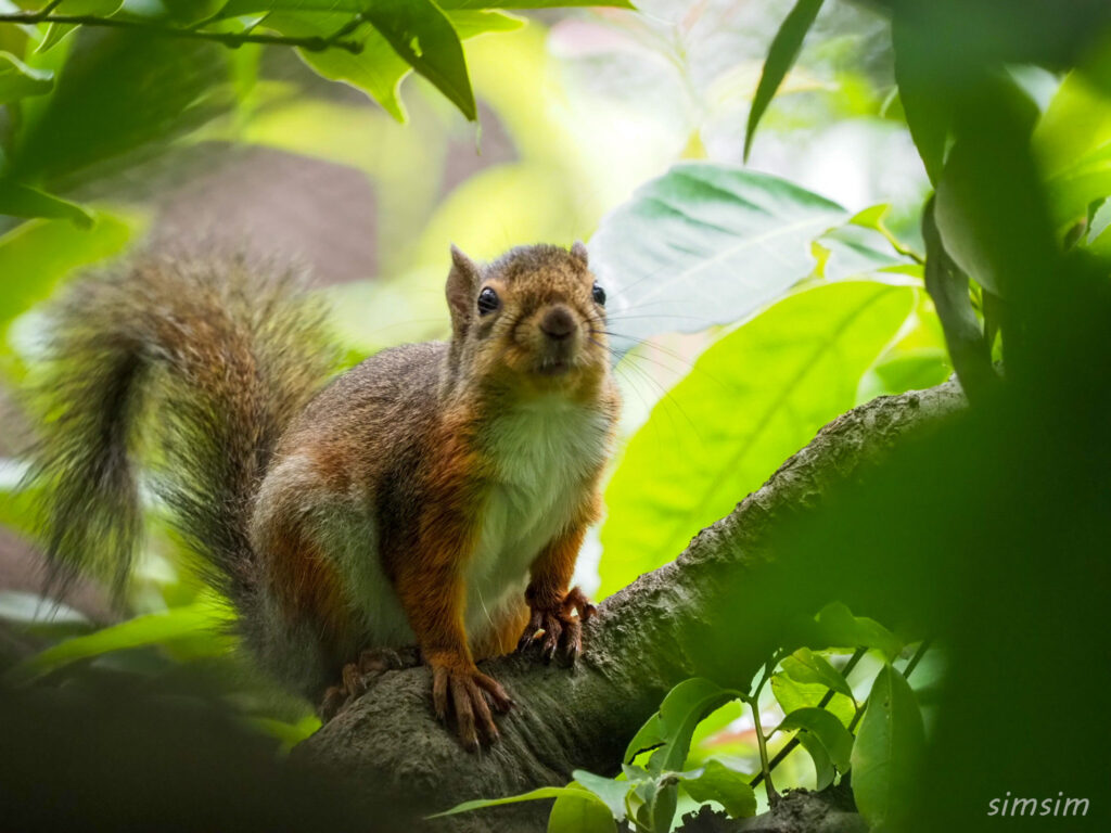 井の頭自然文化園二ホンリス
