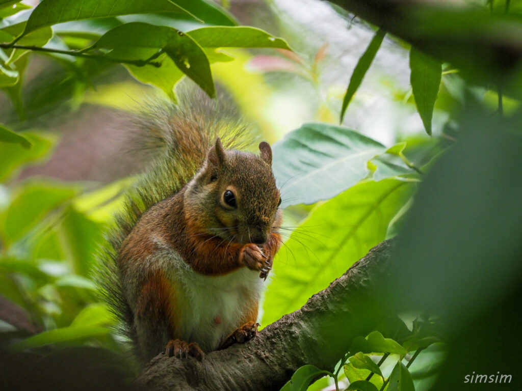 井の頭自然文化園二ホンリス