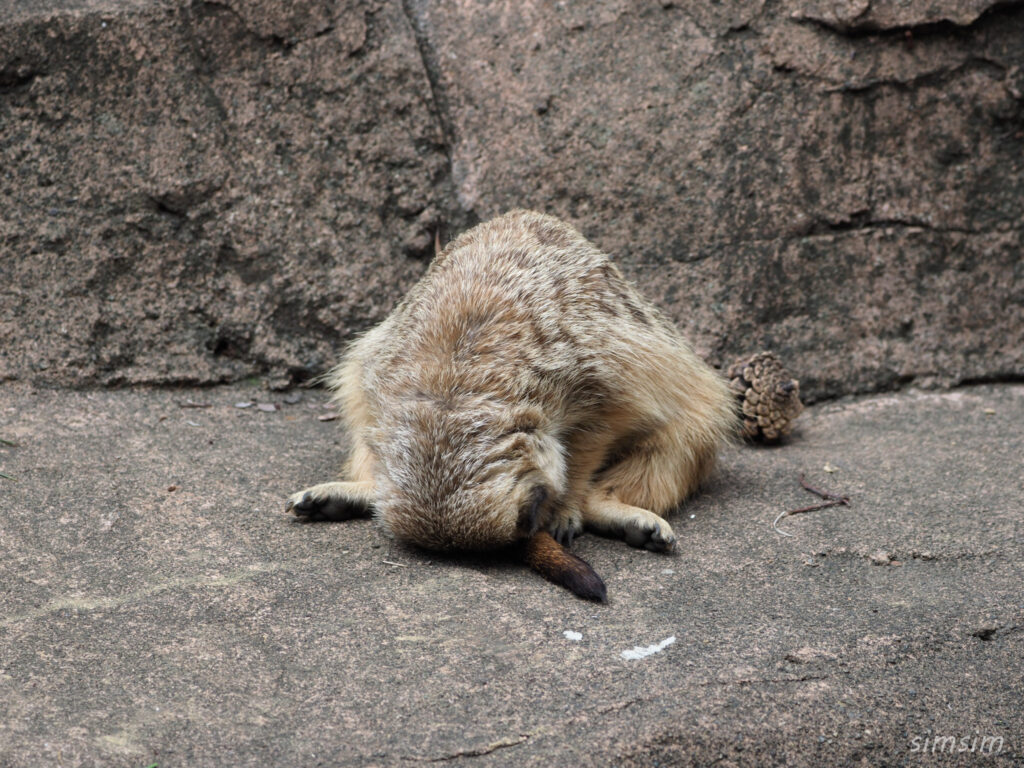 井の頭自然文化園ミーアキャット