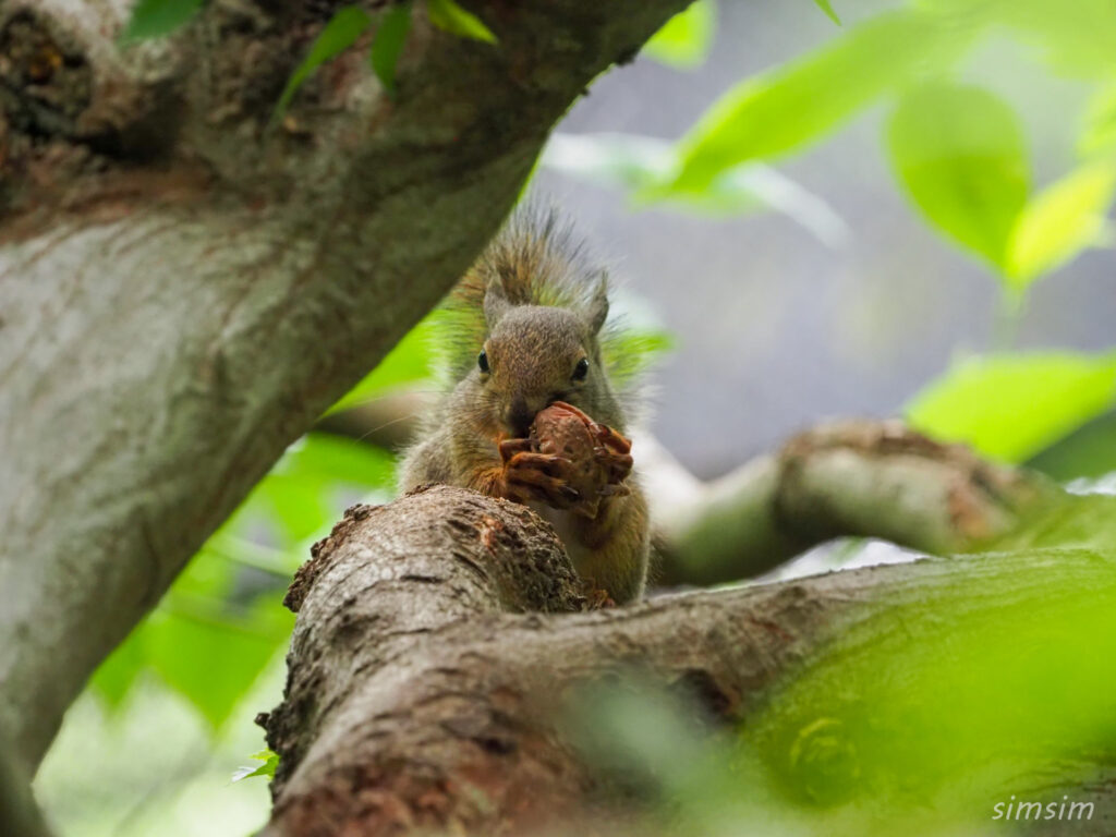 井の頭自然文化園二ホンリス