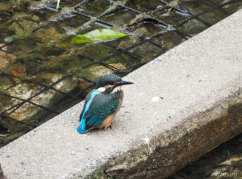 カワセミの幼鳥