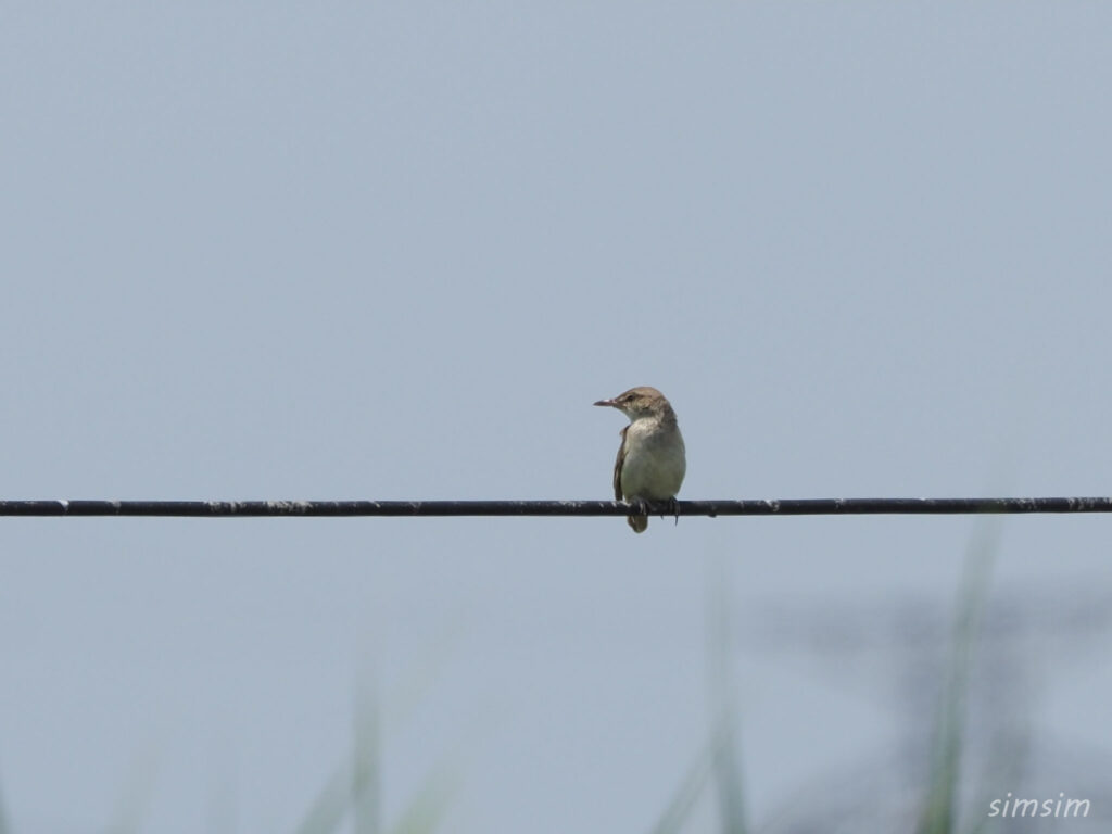 荒川河川敷オオヨシキリ