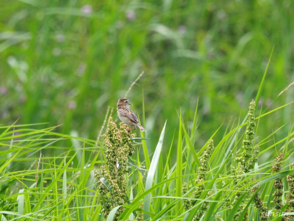 荒川河川敷セッカ