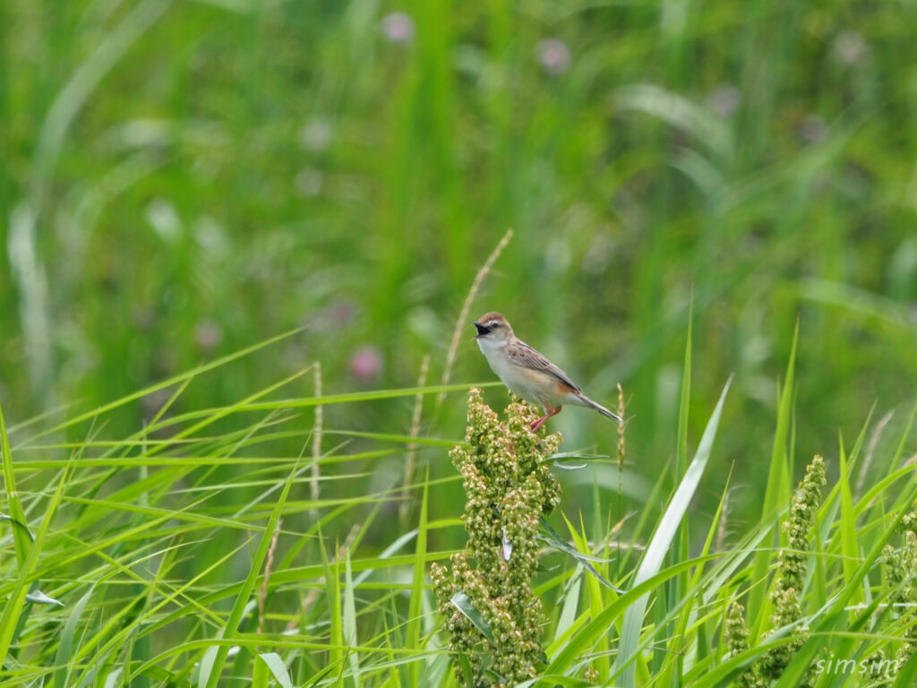 荒川河川敷セッカ