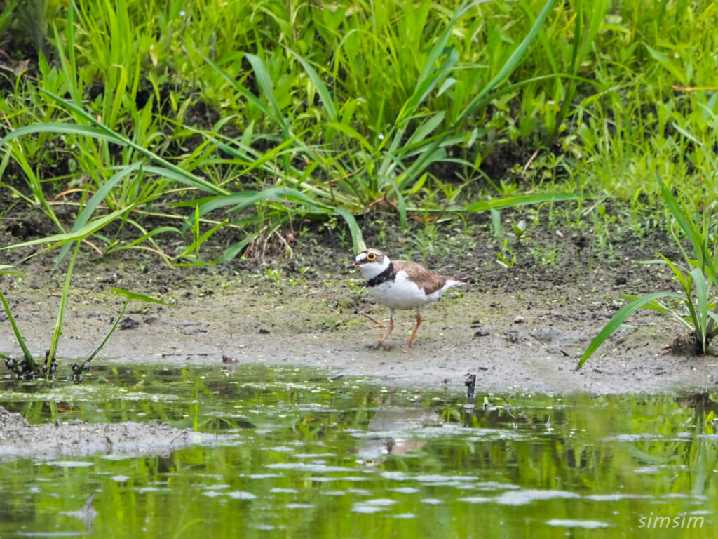 荒川河川敷コチドリ