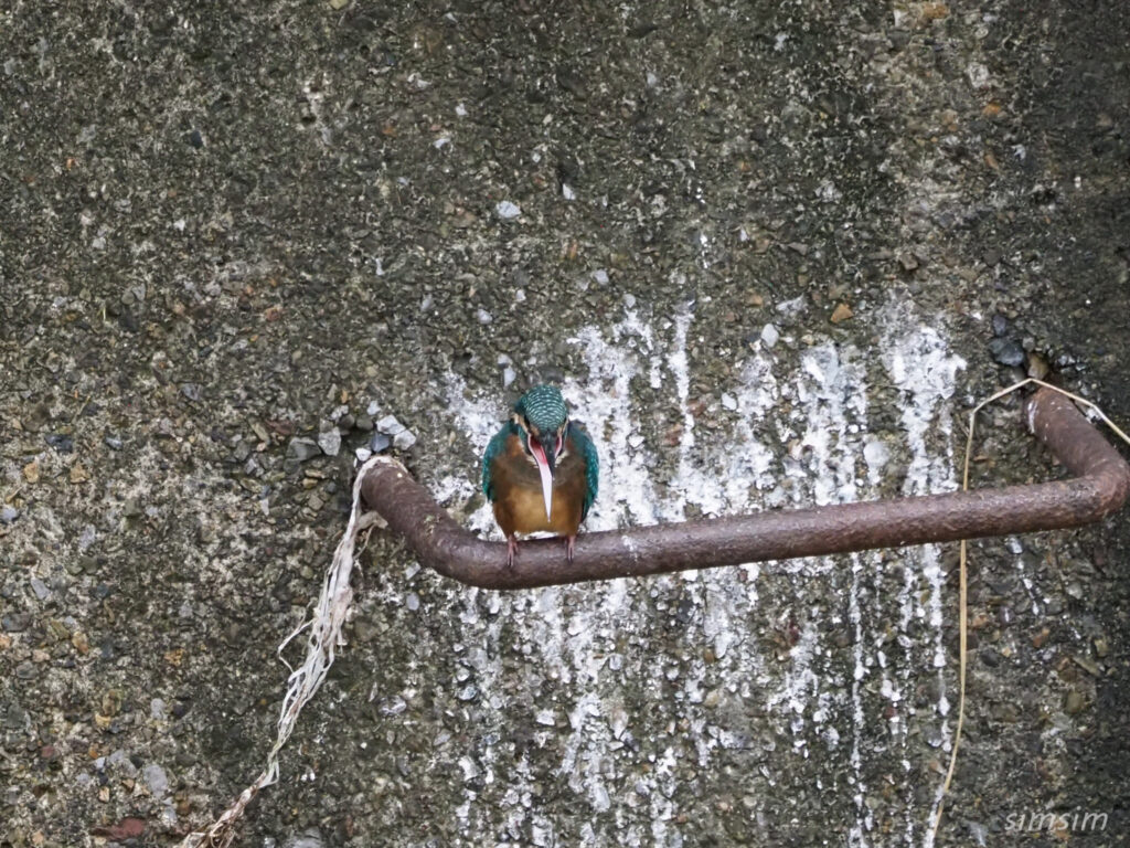 カワセミ